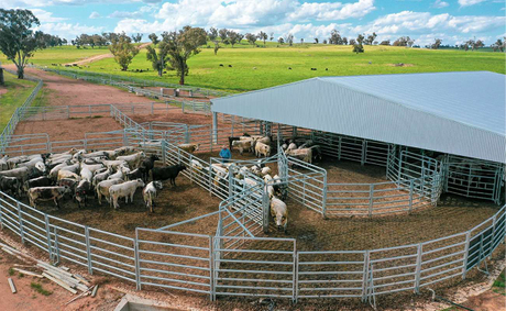 te-pari-cattle-yards-jad-speckle-park-hero-shot-in-yards-2.jpg